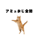 ポーカー好きの猫（個別スタンプ：21）