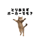 ポーカー好きの猫（個別スタンプ：22）