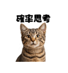 ポーカー好きの猫（個別スタンプ：24）