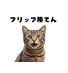 ポーカー好きの猫（個別スタンプ：26）