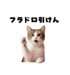 ポーカー好きの猫（個別スタンプ：28）