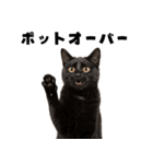 ポーカー好きの猫（個別スタンプ：29）