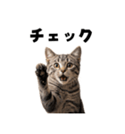 ポーカー好きの猫（個別スタンプ：31）