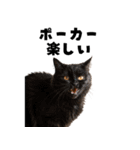 ポーカー好きの猫（個別スタンプ：32）