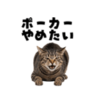 ポーカー好きの猫（個別スタンプ：33）