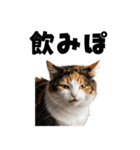 ポーカー好きの猫（個別スタンプ：34）
