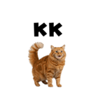 ポーカー好きの猫（個別スタンプ：35）