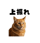 ポーカー好きの猫（個別スタンプ：37）