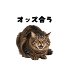 ポーカー好きの猫（個別スタンプ：38）