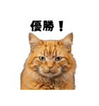 ポーカー好きの猫（個別スタンプ：39）