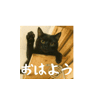 台湾猫の米作りと日本酒造り（日本語）（個別スタンプ：1）