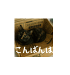 台湾猫の米作りと日本酒造り（日本語）（個別スタンプ：3）