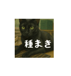 台湾猫の米作りと日本酒造り（日本語）（個別スタンプ：5）