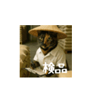 台湾猫の米作りと日本酒造り（日本語）（個別スタンプ：13）