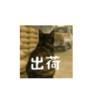 台湾猫の米作りと日本酒造り（日本語）（個別スタンプ：14）