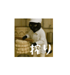 台湾猫の米作りと日本酒造り（日本語）（個別スタンプ：19）