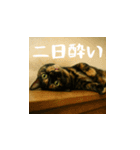 台湾猫の米作りと日本酒造り（日本語）（個別スタンプ：23）