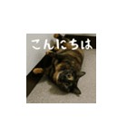 台湾猫のビール＆ウィスキー工房（日本語）（個別スタンプ：2）