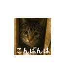 台湾猫のビール＆ウィスキー工房（日本語）（個別スタンプ：3）