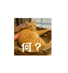 台湾猫のビール＆ウィスキー工房（日本語）（個別スタンプ：7）
