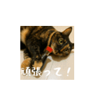台湾猫のビール＆ウィスキー工房（日本語）（個別スタンプ：8）