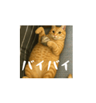 台湾猫のビール＆ウィスキー工房（日本語）（個別スタンプ：9）