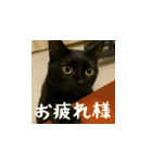 台湾猫のビール＆ウィスキー工房（日本語）（個別スタンプ：10）