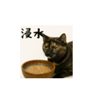 台湾猫のビール＆ウィスキー工房（日本語）（個別スタンプ：13）