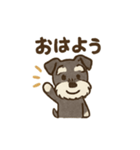 シュナウザーといっしょです（個別スタンプ：1）
