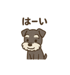 シュナウザーといっしょです（個別スタンプ：9）