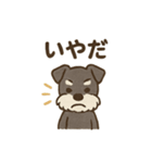 シュナウザーといっしょです（個別スタンプ：11）