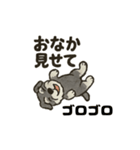 シュナウザーといっしょです（個別スタンプ：31）