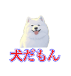 犬味 犬だもん（個別スタンプ：1）