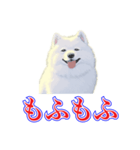 犬味 犬だもん（個別スタンプ：2）