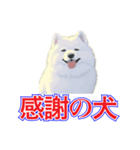 犬味 犬だもん（個別スタンプ：3）
