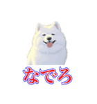犬味 犬だもん（個別スタンプ：4）