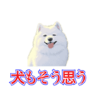 犬味 犬だもん（個別スタンプ：5）