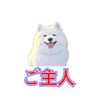 犬味 犬だもん（個別スタンプ：10）
