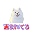 犬味 犬だもん（個別スタンプ：11）