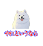 犬味 犬だもん（個別スタンプ：12）