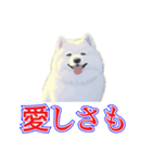 犬味 犬だもん（個別スタンプ：13）