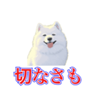 犬味 犬だもん（個別スタンプ：14）