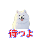 犬味 犬だもん（個別スタンプ：23）