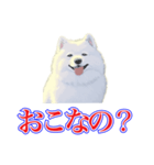 犬味 犬だもん（個別スタンプ：31）