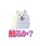 犬味 犬だもん（個別スタンプ：34）