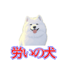 犬味 犬だもん（個別スタンプ：35）