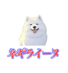 犬味 犬だもん（個別スタンプ：36）