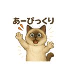 猫いろいろ日常会話14（個別スタンプ：10）