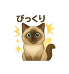 猫いろいろ日常会話14（個別スタンプ：12）