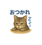 猫いろいろ日常会話14（個別スタンプ：26）